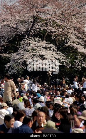 Japaner beteiligen sich an Hanami Chery Blossom Parteien in den Gyōen Nationalgarten Shinjuku in Tokio anzeigen Stockfoto