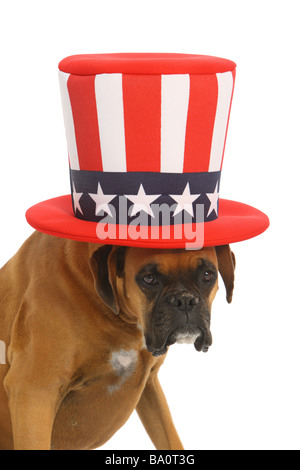 Boxer Hund mit Uncle Sam Hut auf weißem Hintergrund Stockfoto