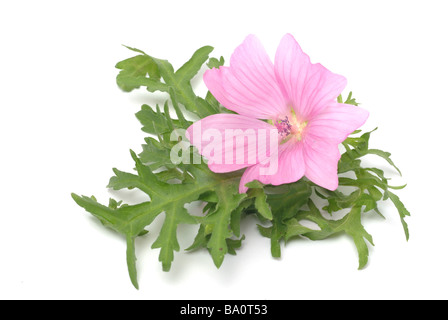 Heilpflanze Moschusmalve Moschusmalve Malva moschate Stockfoto