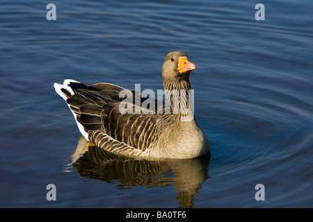 Eine Gans sucht in den Fluss Mersey in Runcorn zeigt gute Reflexionen an einem sonnigen Tag Stockfoto