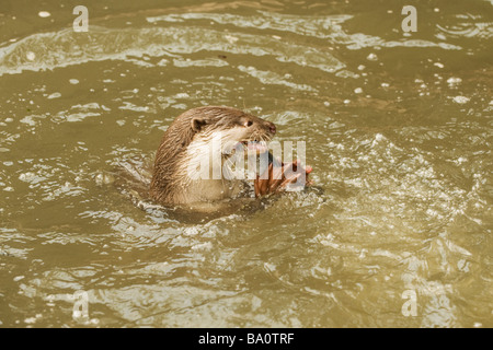 Glatt beschichtet Otter Lutrogale Perspicillata in Gefangenschaft Stockfoto