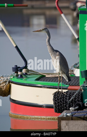 Grey Heron Ardea Cinerea Ardeidae in Marina Stockfoto