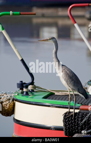 Grey Heron Ardea Cinerea Ardeidae in Marina Stockfoto