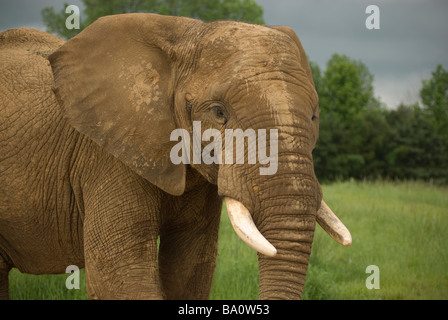 Rätsel der Elefant und Wildlife Sanctuary in Greenbrier, Arkansas. Stockfoto