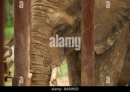 Rätsel der Elefant und Wildlife Sanctuary in Greenbrier, Arkansas. Stockfoto