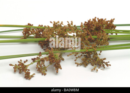 Heilpflanze Flatterbinse Bog Rush Rush gemeinsame Juncus Juncus effusus Stockfoto