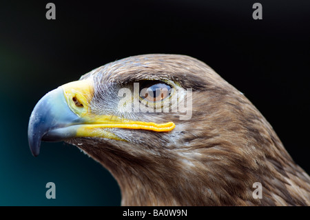 Porträt einer Gefangenschaft Steppenadler (Aquila Nipalensis) schließen Stockfoto