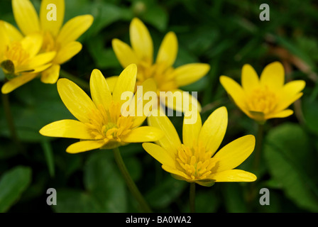 Kleinen Schöllkraut, Ranunculus ficaria Stockfoto