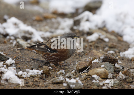 Alpine beobachtet Prunella Collaris Japan Winter 2009 Stockfoto