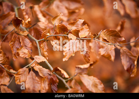 Goldener Herbst lässt auf einen Zweig im Herbst Stockfoto
