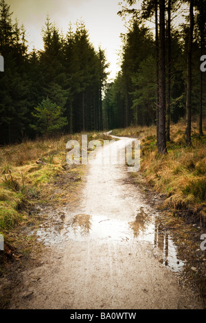 Wet Path, Pfad Trail in einem Nadelwald Pfad im Winter, Großbritannien Stockfoto