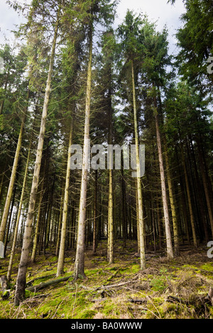 Dichten verwalteten Wald von Föhren UK Stockfoto