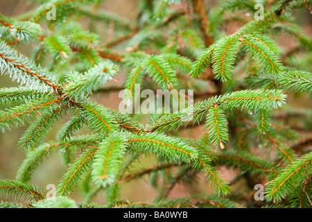In der Nähe von Douglas Fir Pine Tree und Tannennadeln UK Stockfoto
