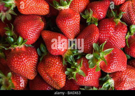 Erdbeeren "Chandler" Sorte geerntet. Stockfoto