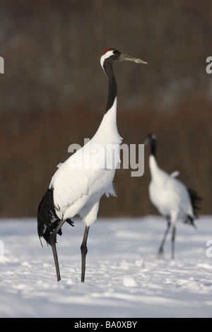 Rot gekrönt Kran oder Japanses Kran Grus Japonensis Hokkaido Japan winter Stockfoto