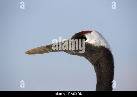 Rot gekrönt Kran oder Japanses Kran Grus Japonensis Hokkaido Japan Winter Kopf Stockfoto