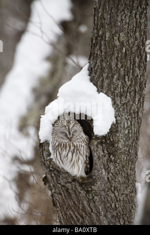 Habichtskauz Strix Uralensis Roost Japan winter Stockfoto