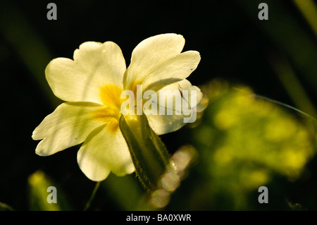 Primel Blüte.  (Primula Vulgaris) Stockfoto