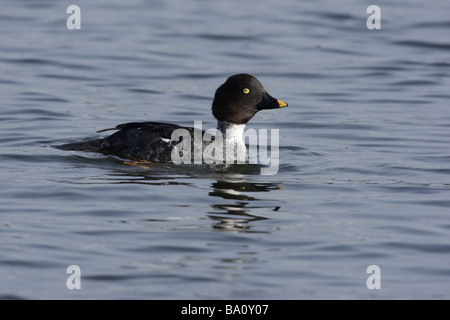 Goldeneye Bucephala Clangula weibliche Schottland winter Stockfoto