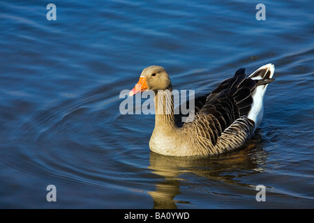 Eine Graugans schwimmt entlang dem Fluss Mersey in Runcorn zeigt gute Reflexe und Wellen an einem sonnigen Tag Stockfoto