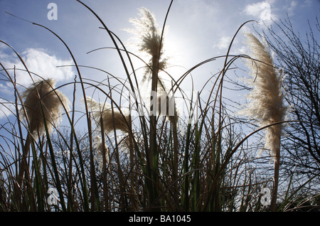 Pampasgras Cortaderia Selloana, gegen die Sonne. Stockfoto