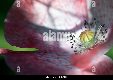 Mohn in Kent, UK Stockfoto