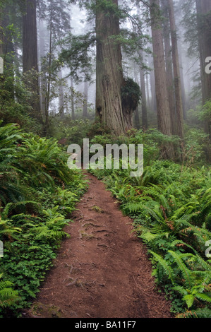 Weg durch die riesigen Redwood-Bäume, eingehüllt in Nebel Redwood Nationalpark Kalifornien USA Stockfoto