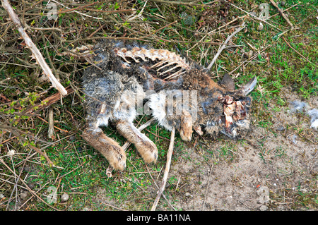 Zerlegt und geborgenen Leiche von Kaninchen, möglicherweise ein Opfer von Myxomatose, Enthüllung Teil des Skeletts und Fell bleibt. Stockfoto