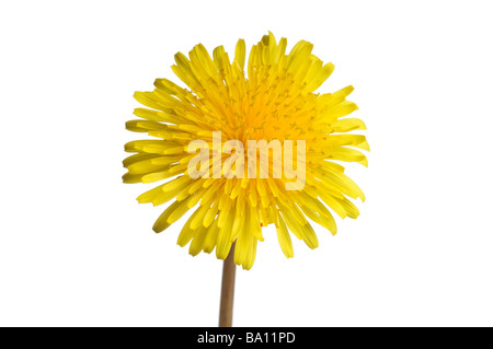 Löwenzahn Blume Stockfoto