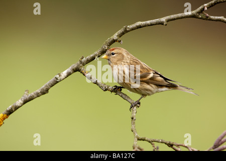 Geringerem Redpoll, Zuchtjahr Kabarett, einziger Vogel auf Zweig, Gloucestershire Stockfoto