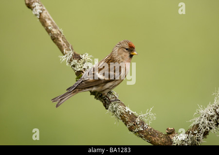 Geringerem Redpoll, Zuchtjahr Kabarett, einziger Vogel auf Zweig, Gloucestershire Stockfoto