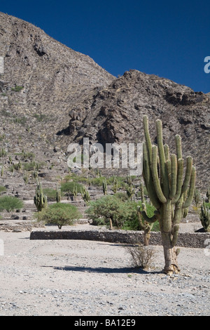 Ruinas de Quilmes. Der Pre-Inka-Ruinen von Quilmes, Provinz Salta, Argentinien Stockfoto