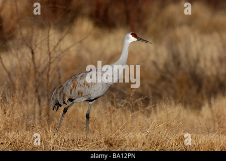 Sandhill Kran Grus Canadensis Bosque New Mexico USA winter Stockfoto