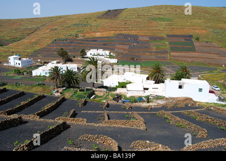 Pflanzen wachsen in vulkanischen Unterstände, Los Valles, Lanzarote, Kanarische Inseln, Spanien Stockfoto