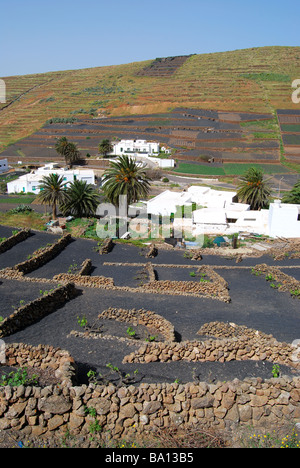 Pflanzen wachsen in vulkanischen Unterstände, Los Valles, Lanzarote, Kanarische Inseln, Spanien Stockfoto