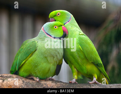 Zwei Ring Necked Sittiche (geflohen waren) kleben Stockfoto