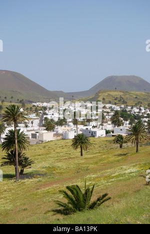 Tal der tausend Palmen, Haria, Provinz Las Palmas, Lanzarote, Kanarische Inseln, Spanien Stockfoto