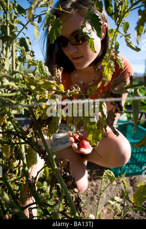 Mädchen Kommissionierung Tomaten Sommersend Farm im Santa Ynez Valley in Südkalifornien. Stockfoto