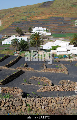 Pflanzen wachsen in vulkanischen Unterstände, Los Valles, Lanzarote, Kanarische Inseln, Spanien Stockfoto