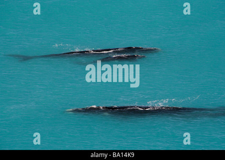 Zwei Paare der Southern Right Wale mit ihren Neugeborenen Kälbern an den Head of Bight, Nullarbor Plain, South Australia, Australien Stockfoto