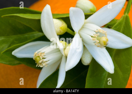 Orange Blüten mit Früchten im Hintergrund. Stockfoto