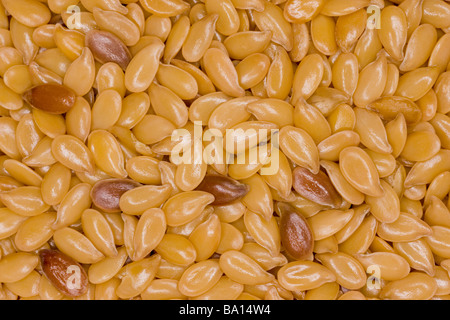 Samen der biologischen Flachs oder Leinsamen Linum usitatissimum Stockfoto