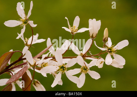 Eschen Amelanchier Lamarckii A Canadensis in Blüte im Frühjahr eingebürgert in Dorset Stockfoto