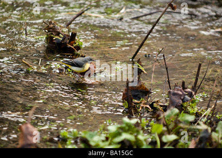 Erwachsene männliche Gebirgsstelze in einer natürlichen Umgebung, die Fütterung im Stream in Castle Combe Dorf, Wiltshire Stockfoto