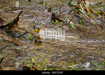 Erwachsene männliche Gebirgsstelze in einer natürlichen Umgebung, die Fütterung im Stream in Castle Combe Dorf, Wiltshire Stockfoto