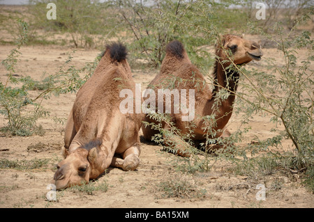 Zwei Kamele aus einer großen Herde Weiden in der Wüstenlandschaft in der Nähe von Hodka, Kutch, Gujarat, Indien Stockfoto