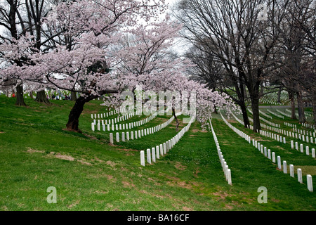 Gräbern im Frühjahr mit Kirschblüten im Arlington National Cemetery in Washington, DC, USA, Nordamerika Stockfoto