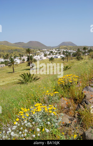 Tal der tausend Palmen, Haria, Provinz Las Palmas, Lanzarote, Kanarische Inseln, Spanien Stockfoto