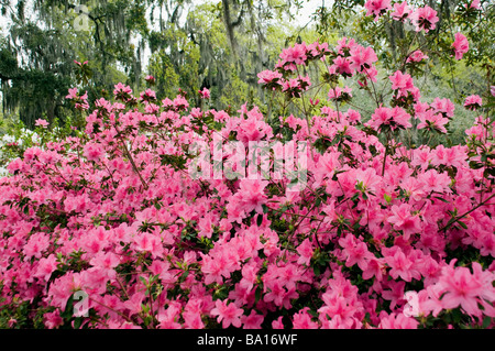 Rosa Azaleen in voller Blüte mit weißen Azaleen, Eichen und spanischem Moos in den Hintergrund, Forsyth Park, Savannah, Georgia Stockfoto