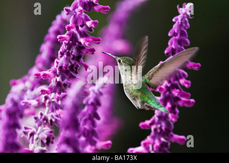 Juvenile Anna Kolibri (Calypte Anna) in Palo Alto, Kalifornien, USA Stockfoto